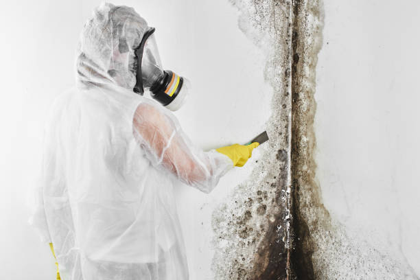 Best Crawl Space Mold Removal  in Burns, TN