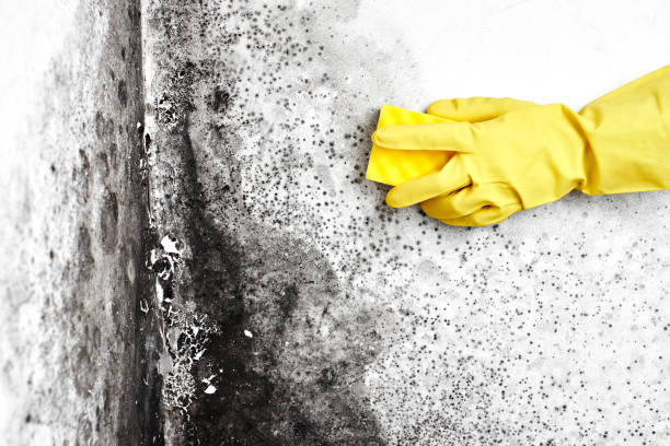 Best Commercial Mold Removal  in Burns, TN