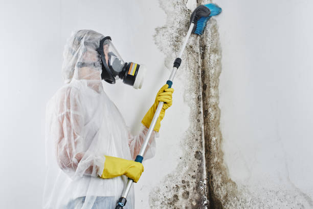 Mold Removal and Inspection in Burns, TN