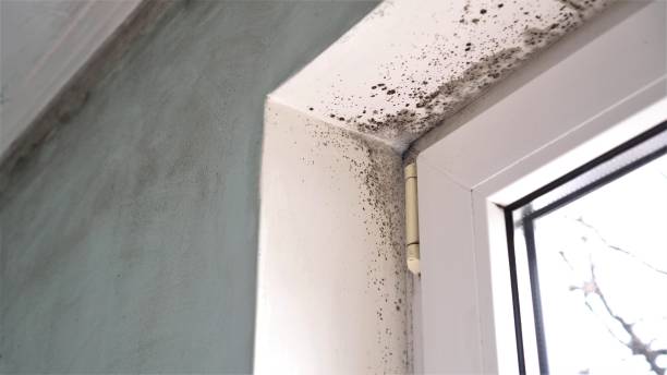 Best Same-Day Mold Removal  in Burns, TN