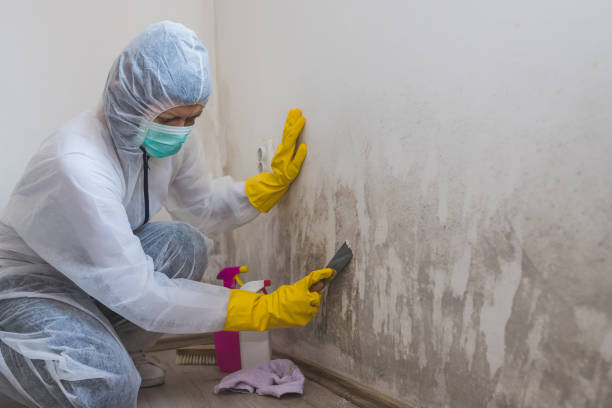 Best Office Mold Removal Services  in Burns, TN