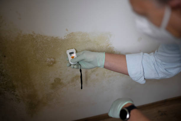 Best Office Mold Removal Services  in Burns, TN