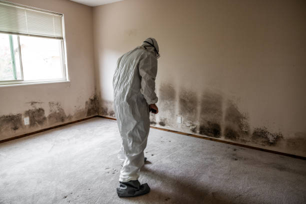 Best Toxic Mold Removal  in Burns, TN