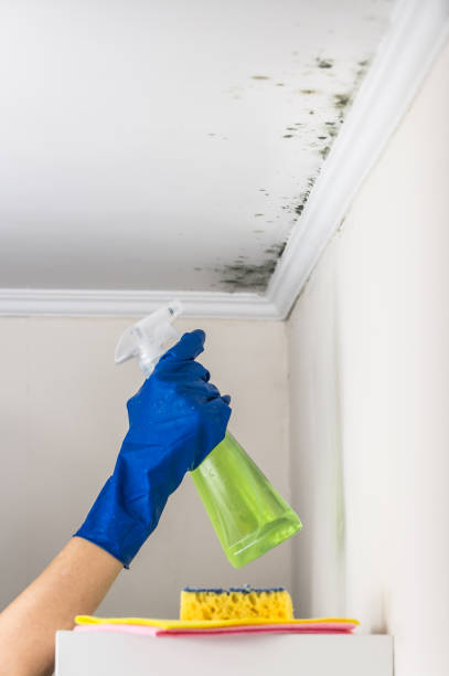 Best Mold Damage Repair  in Burns, TN