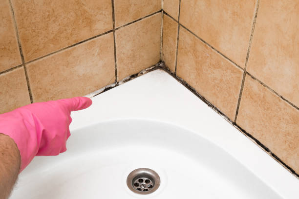 Best Professional Mold Removal  in Burns, TN